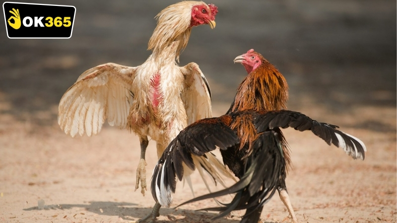 Giới thiệu Đá gà OK365