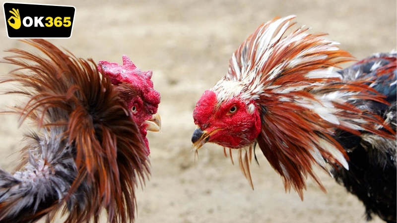 Những lưu ý quan trọng khi tham gia đá gà online