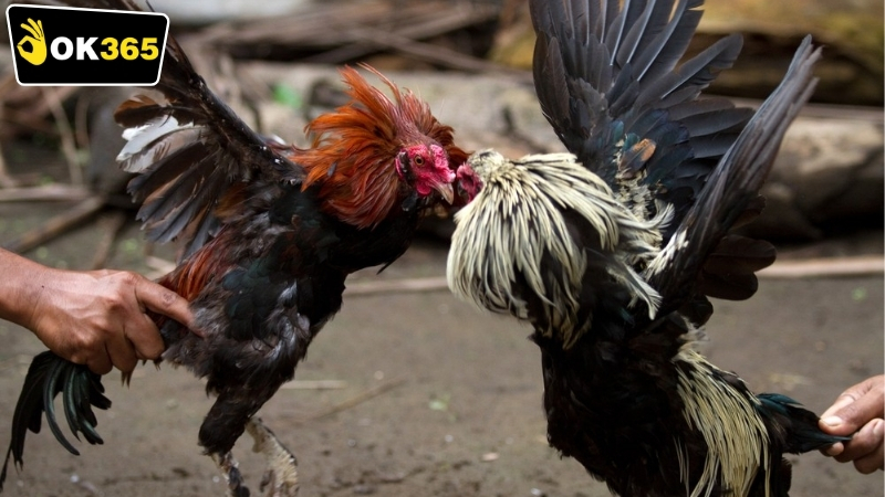 Các hình thức đá gà OK365 phổ biến