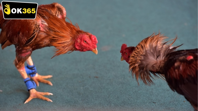 Các loại hình OK365 cá cược đá gà phổ biến