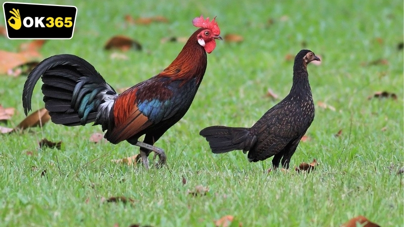 Những lưu ý khi tham gia OK365 cá cược đá gà