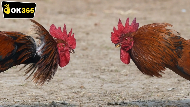 Tại sao nên chọn OK365 đá gà 24/7?