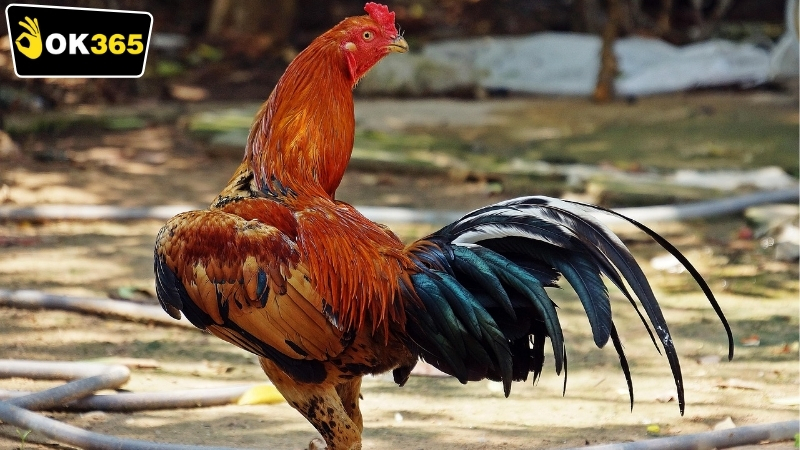 Những lợi ích khi chơi OK365 đá gà 24/7