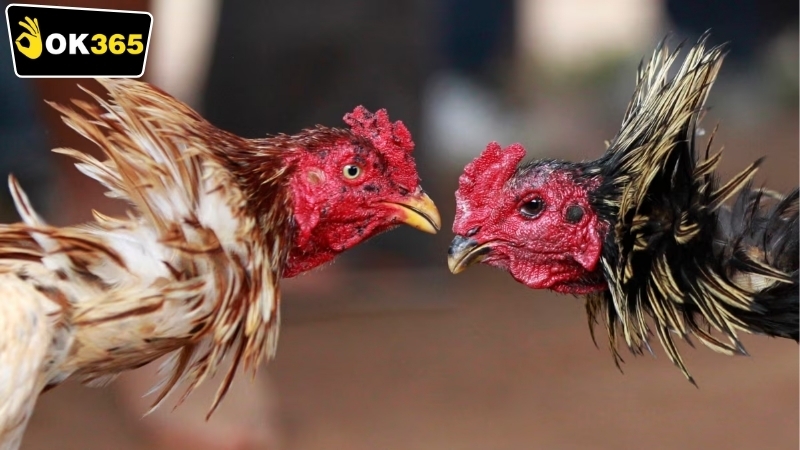 Hướng dẫn cách tham gia OK365 đá gà Campuchia