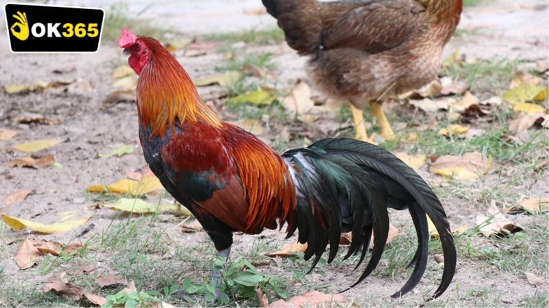 Các loại cược OK365 đá gà Campuchia