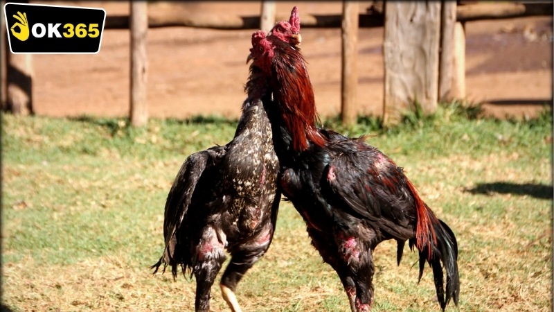 Những rủi ro khi tham gia đá gà trực tuyến