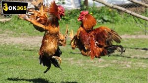 ok365-da-ga-campuchia