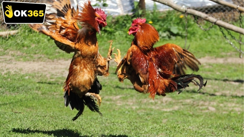 ok365-da-ga-campuchia