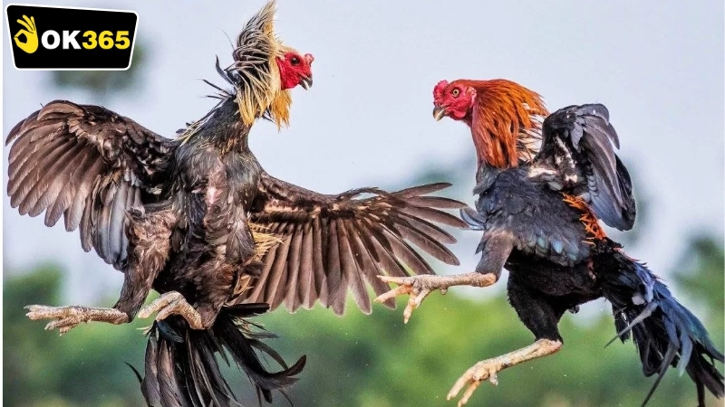 Những lợi ích khi chơi OK365 đá gà cựa sắt
