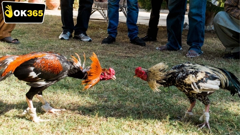 Quy định và luật lệ trong OK365 đá gà cựa sắt