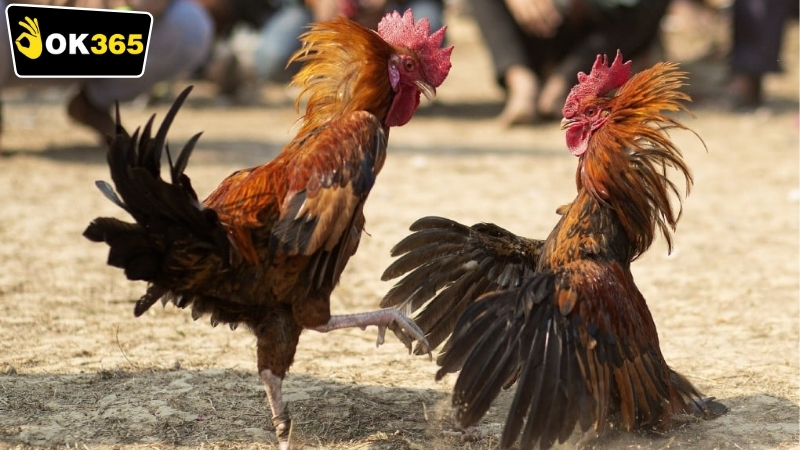 Kinh nghiệm và mẹo để thắng trong OK365 đá gà cựa sắt