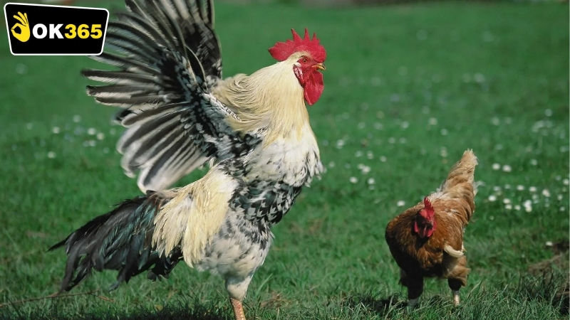 Quy trình tham gia OK365 đá gà live