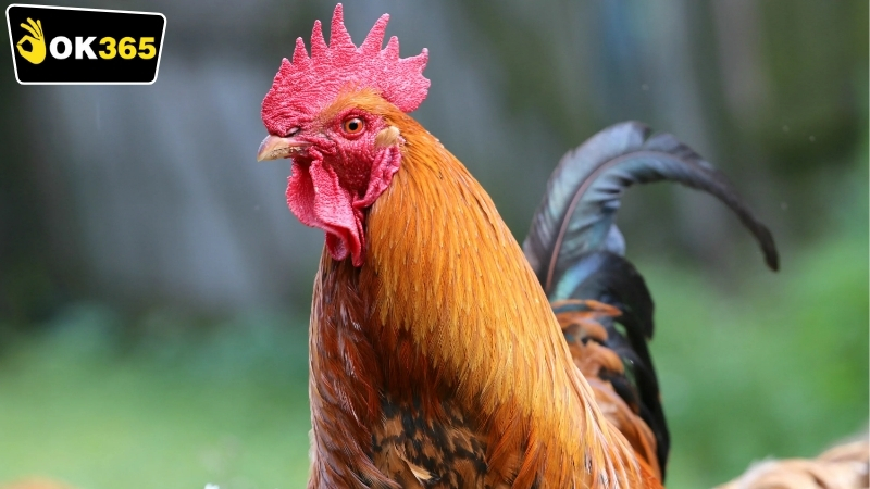 Các hình thức cược đá gà mà OK365 cung cấp