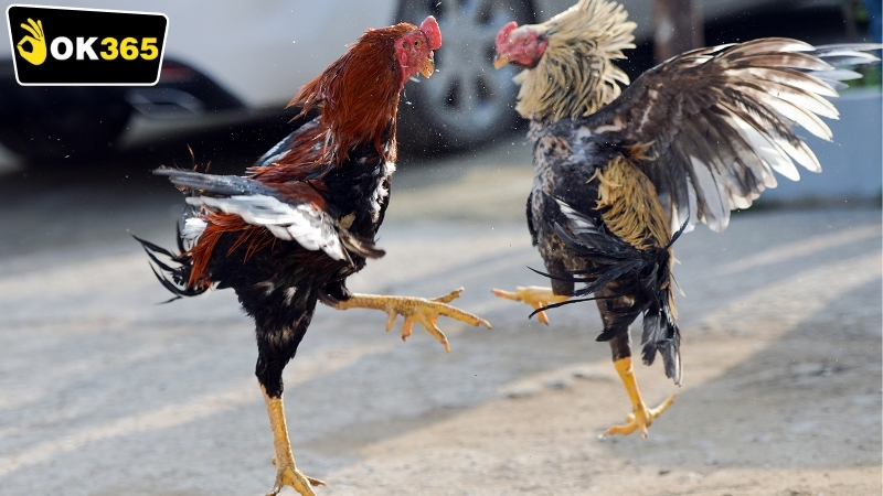 Ưu điểm của OK365 đá gà online