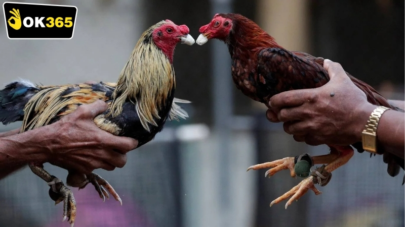 Các loại hình OK365 đá gà online