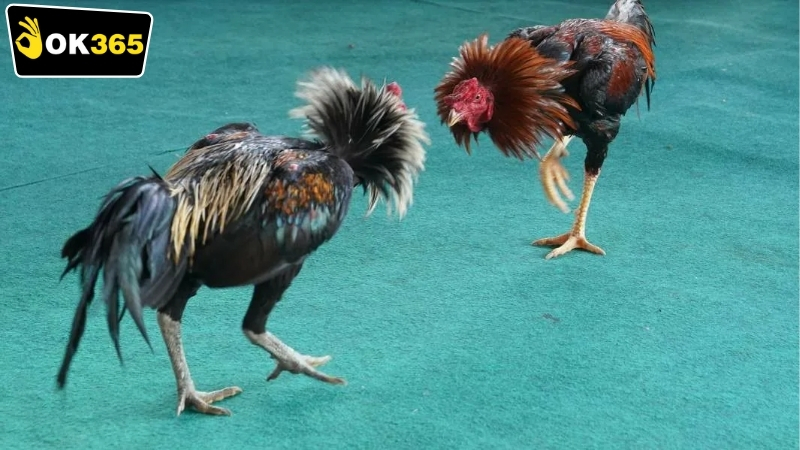 Những lưu ý khi chơi OK365 đá gà online