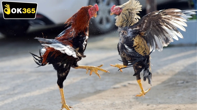 Ưu điểm nổi bật của OK365 đá gà Philippines