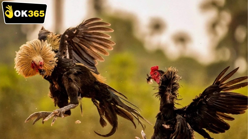 Các hình thức cá cược OK365 đá gà Philippines