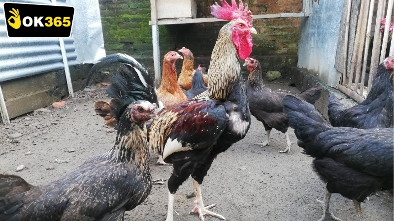 Những lợi ích khi chơi OK365 đá gà Philippines