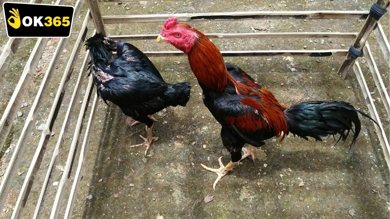 ok365-da-ga-philippines