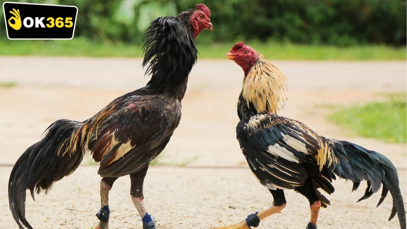 Quy trình tham gia OK365 đá gà Thomo