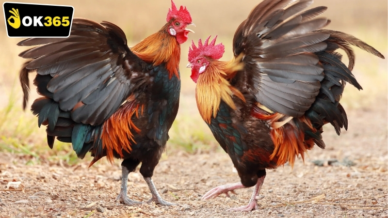 Các loại cược trong OK365 đá gà Thomo