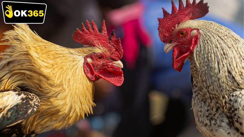 Cách tham gia OK365 đá gà trực tuyến