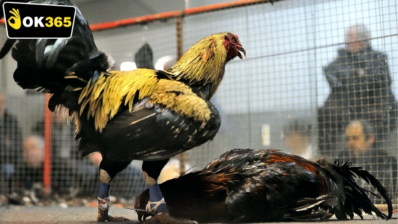 Các loại hình OK365 đá gà trực tuyến phổ biến