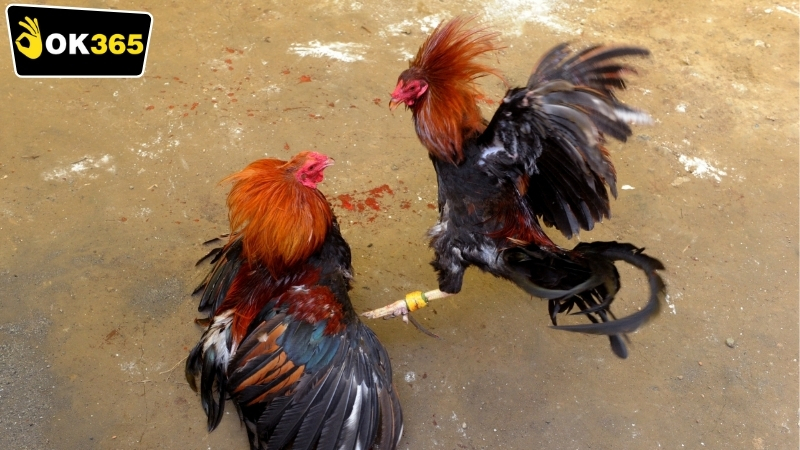 ok365-da-ga-truc-tuyen