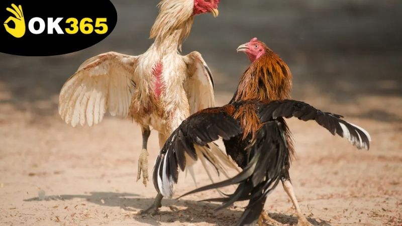 Những lợi ích nhận về khi tham gia cá cược đá gà OK365 trực tuyến