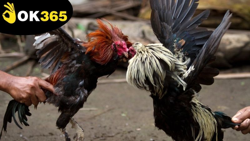 Các loại hình cược đá gà trực tuyến phổ biến thường được áp dụng