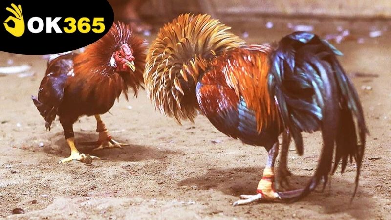 Chiến lược cá cược đá gà OK365 trực tuyến để tăng cơ hội thắng lớn