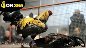 ca-cuoc-da-ga-ok365-truc-tuyen