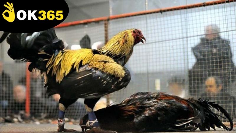 ca-cuoc-da-ga-ok365-truc-tuyen