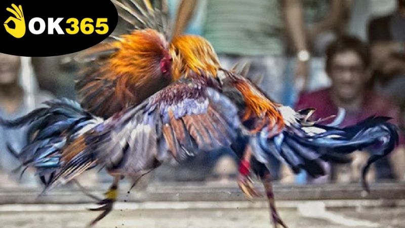 Các hình thức chơi đá gà ăn tiền OK365 phù hợp cho mọi người