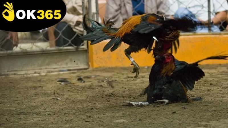 Bí quyết thắng lớn khi chơi đá gà ăn tiền OK365