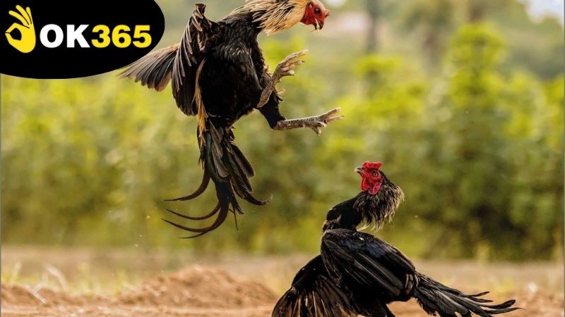 Những lợi ích tuyệt vời nhận được từ việc chơi đá gà an toàn OK365