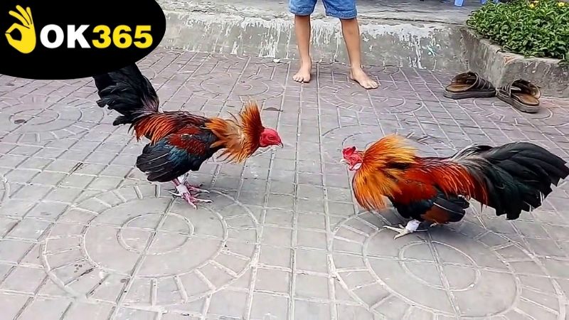 Các chiến lược cược đá gà an toàn OK365 hiệu quả và bền vững