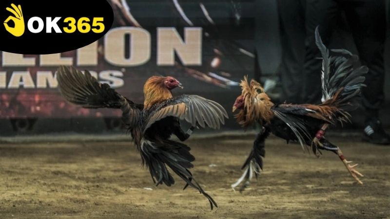 Công nghệ bảo mật và các biện pháp phòng chống gian lận tại OK365