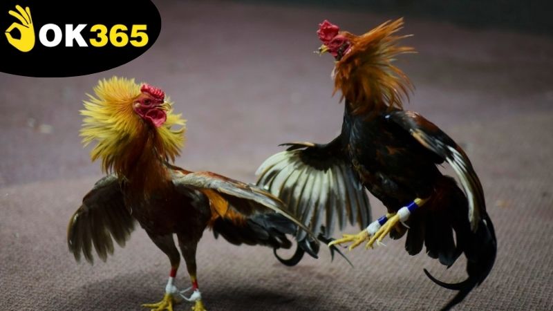 Ưu điểm vượt trội của việc tham gia cá cược đá gà Campuchia OK365