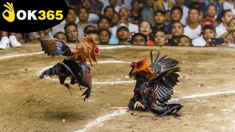 Các loại cược và cách đặt cược có ở trong đá gà Campuchia OK365