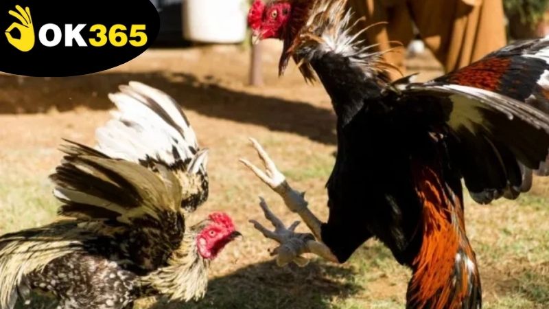 Những chiến thuật và bí quyết chơi đá gà Campuchia OK365 hiệu quả