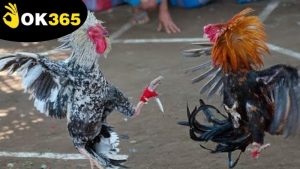 da-ga-campuchia-ok365