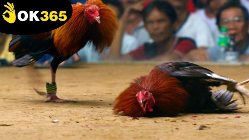 Quy tắc và luật chơi áp dụng trong trận đá gà chọi cựa dao OK365