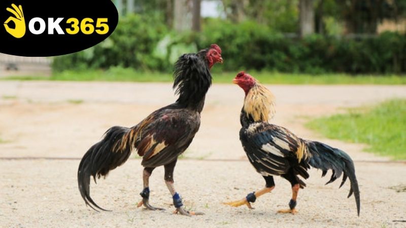Những điều cần biết rõ về hình thức đá gà chọi cựa dao OK365