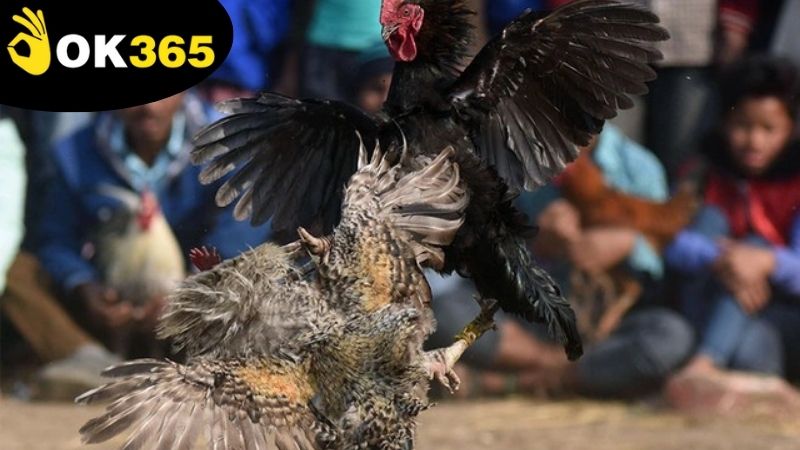 Ưu điểm nổi trội nhất của việc chơi đá gà live casino OK365