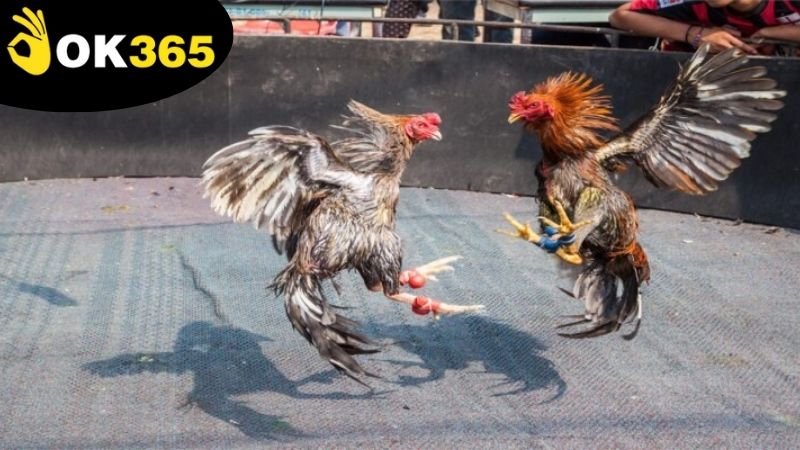 Hướng dẫn cách để tham gia vào chơi đá gà live casino OK365