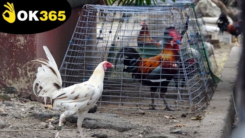 Chiến lược và bí quyết để thắng lớn trong đá gà live casino OK365