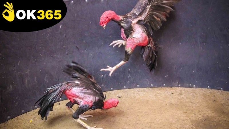 da-ga-live-casino-ok365