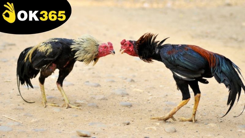 Các ưu điểm nổi trội nhất của việc chơi đá gà miễn phí OK365